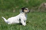 JACK RUSSEL 055